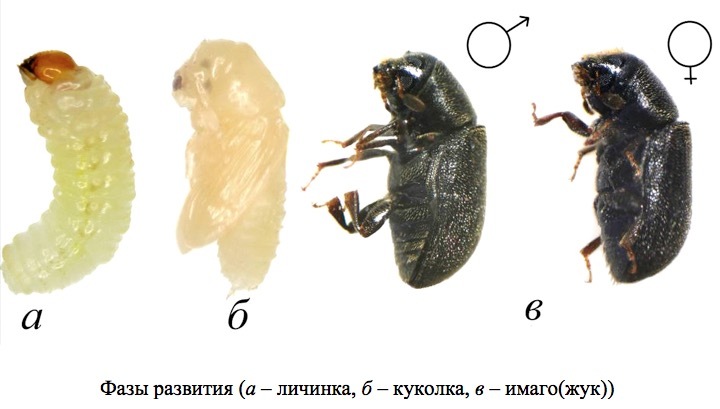 Пихтовые леса Сибири уничтожают жуки размером два миллиметра - 2