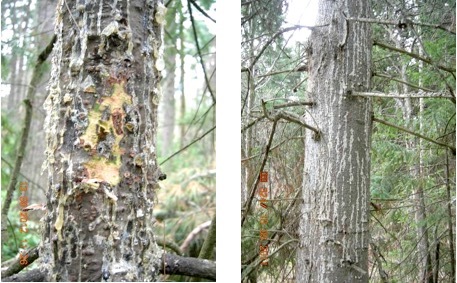 Пихтовые леса Сибири уничтожают жуки размером два миллиметра - 4