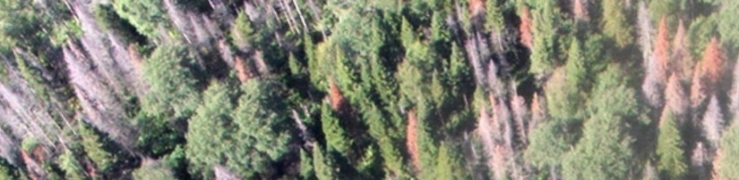 Пихтовые леса Сибири уничтожают жуки размером два миллиметра - 7