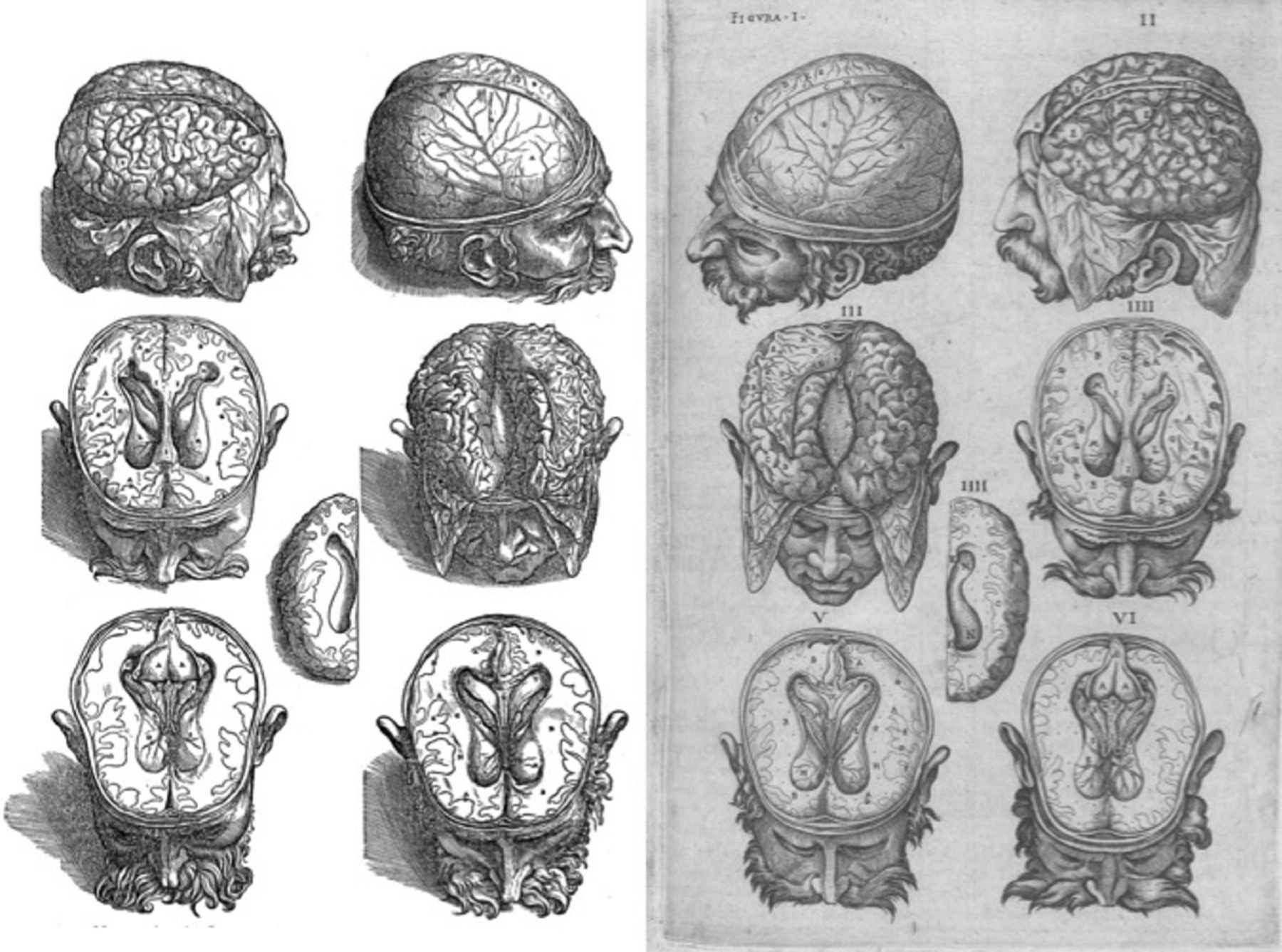 История изучения мозга от Древнего Египта до начала XX века - 16