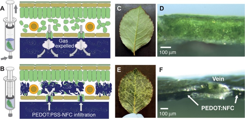 Растения-киборги. Новый полимер превращает клетки живых растений в электрические цепи и транзисторы - 2