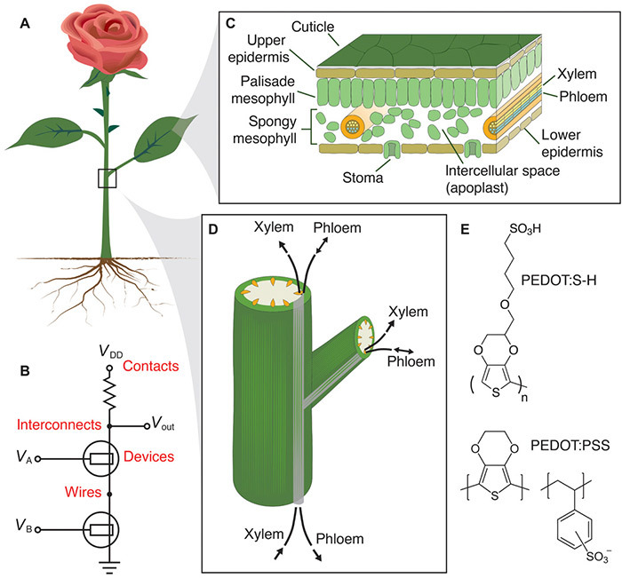 Растения-киборги. Новый полимер превращает клетки живых растений в электрические цепи и транзисторы - 1