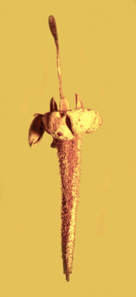 Идеально сохранившемуся в куске янтаря цветку — 45 миллионов лет - 2