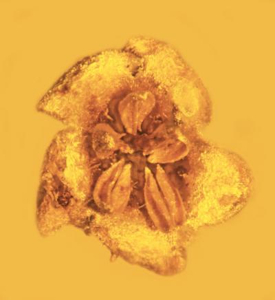 Идеально сохранившемуся в куске янтаря цветку — 45 миллионов лет - 4