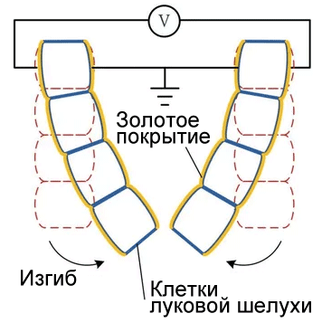 Бионическая инженерия: первые ростки - 4