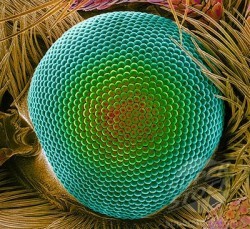 Глаз бабочки стал моделью для графеновых ректенн с рекордной светопоглощаемостью - 1