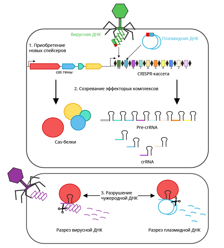 CRISPR-Cas как сигнатурный антивирус. Часть 2 - 2