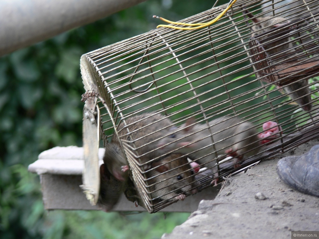 Генетически модифицированные крысы помогут спасти Галапагосы - 2