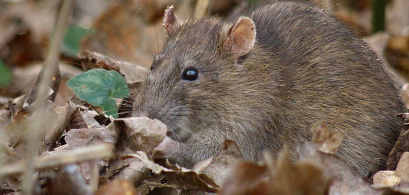 Генетически модифицированные крысы помогут спасти Галапагосы - 3