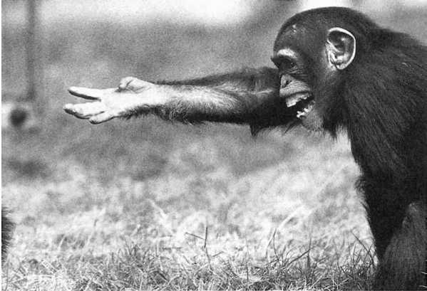 Что общего в поведении политиков и шимпанзе? - 3