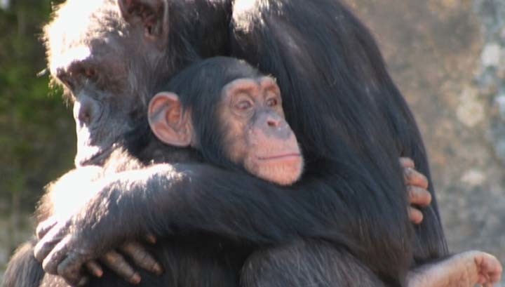 Что общего в поведении политиков и шимпанзе? - 4
