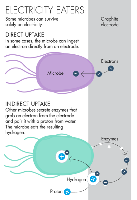 Обнаружено новое живое существо, которое питается электронами - 4