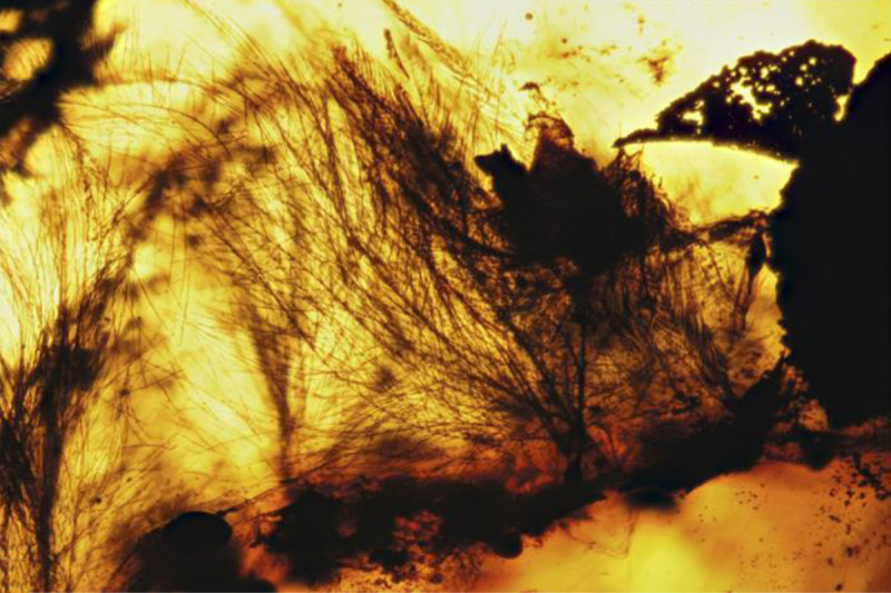 В янтаре нашли превосходно сохранившиеся перья птицеподобных динозавров - 3