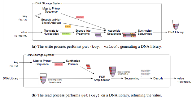 Microsoft удалось записать 200 МБ данных на нитях синтетической ДНК - 3