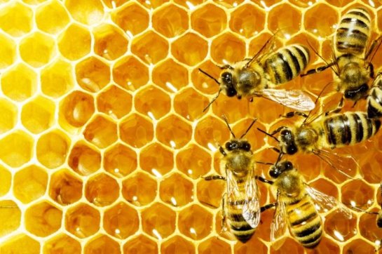 Медоносные пчелы станут помощниками в изготовлении универсального лекарства