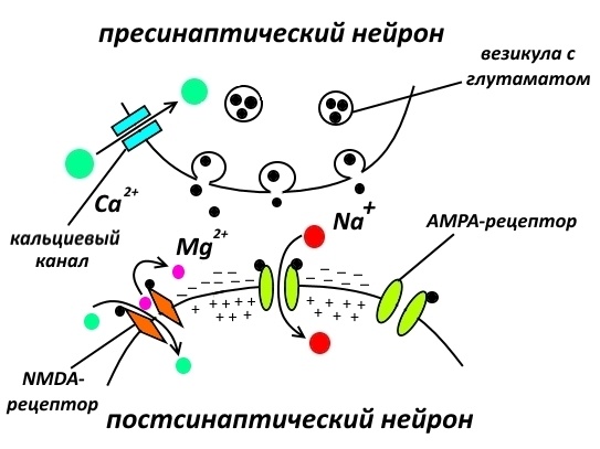 Фармакологическая модуляция памяти. Часть 1 - 2