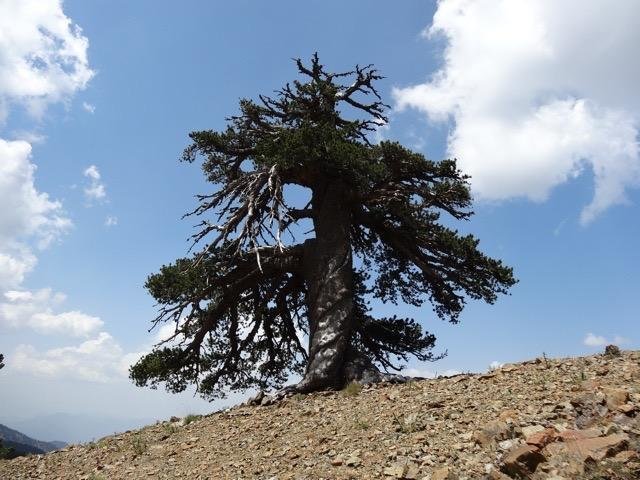 Учёные нашли старейшее дерево в Европе, которому 1075 лет - 1