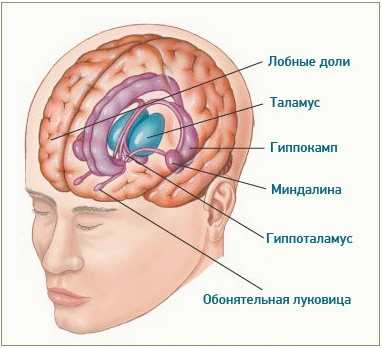Триггер для сознания? 25-летнего парня вывели из комы, фокусируя ультразвук на небольшом участке в центре мозга - 2