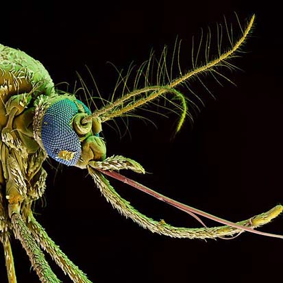 Ужасающий венерианский комар (фото Ричарда Джонса)