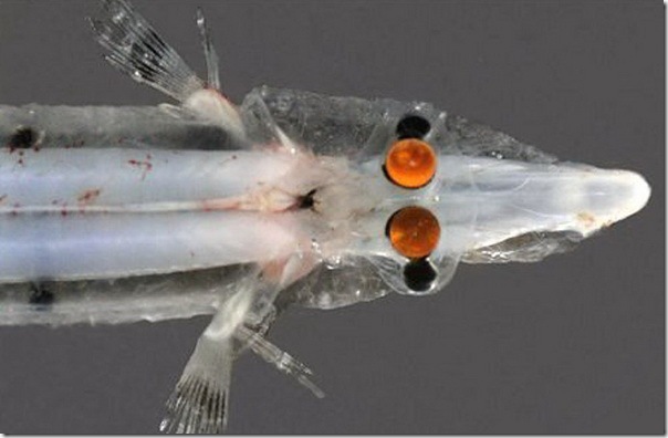 Физика в мире животных: «четырехглазые» рыбы и их «оптические приборы» - 3