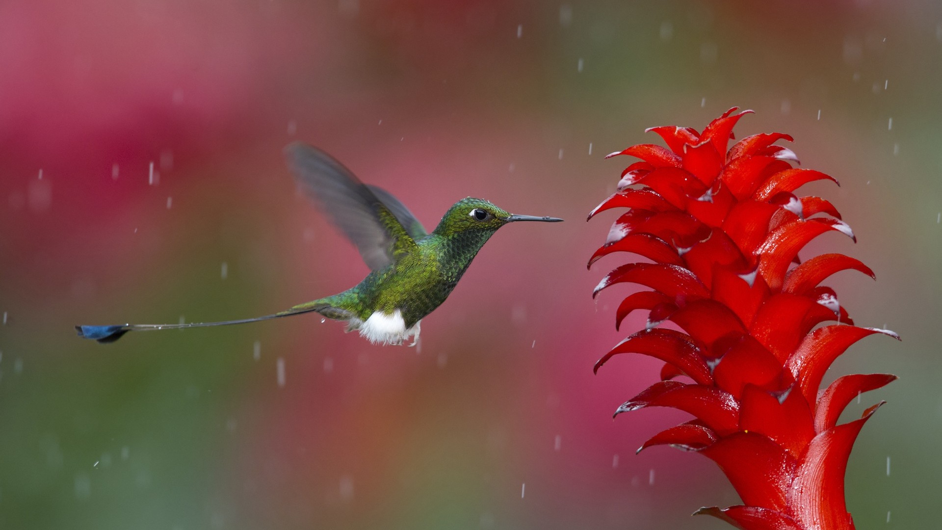 Физика в мире животных: колибри и ее полет - 4
