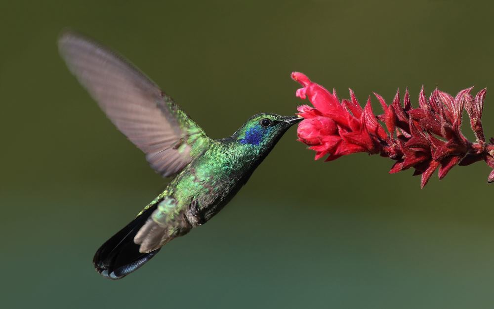 Физика в мире животных: колибри и ее полет - 1