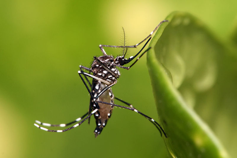 Как развитие городов привело к процветанию комаров - 2