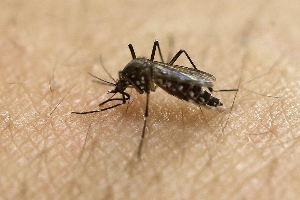 Как развитие городов привело к процветанию комаров - 1