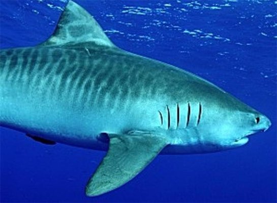 Раскрыты черты характера тигровой акулы