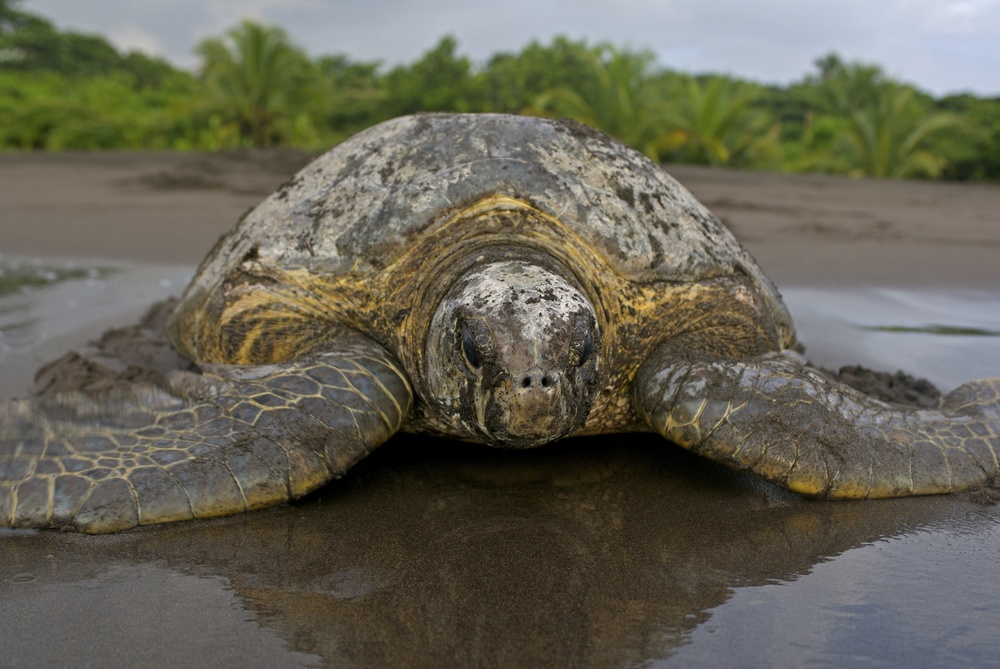 Физика в мире животных: морские черепахи и их «компас» - 2