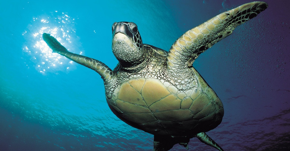 Физика в мире животных: морские черепахи и их «компас» - 1