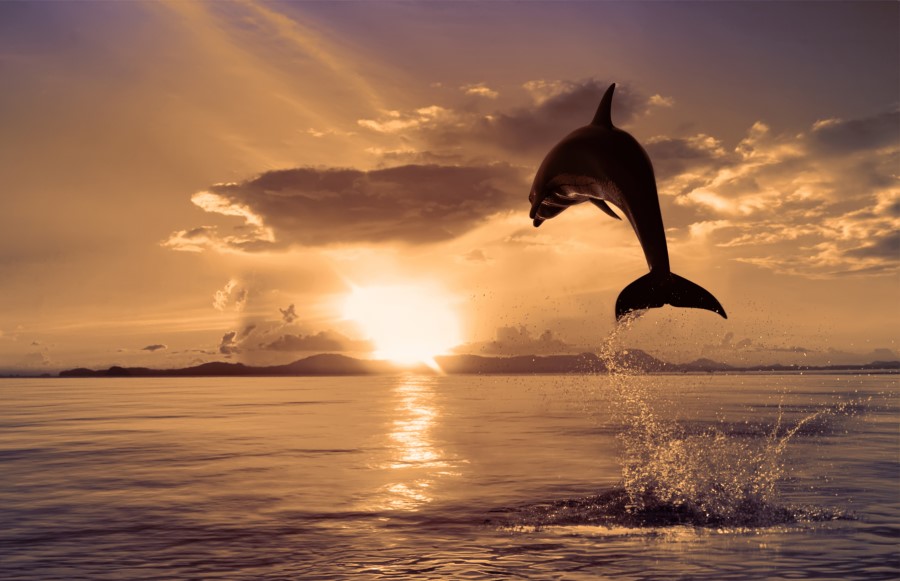 Физика в мире животных: дельфины и эхолокация - 2