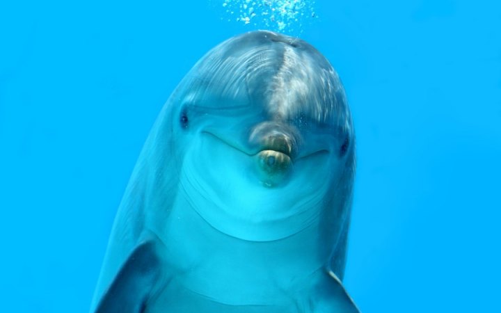 Физика в мире животных: дельфины и эхолокация - 1