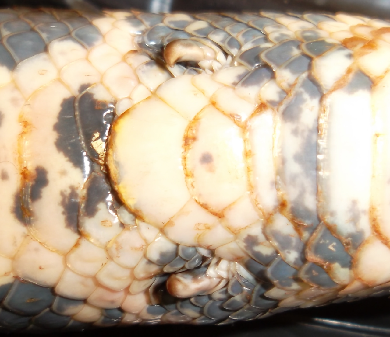 Ученые из Флоридского университета определили генетическую причину отсутствия у змей лап - 2