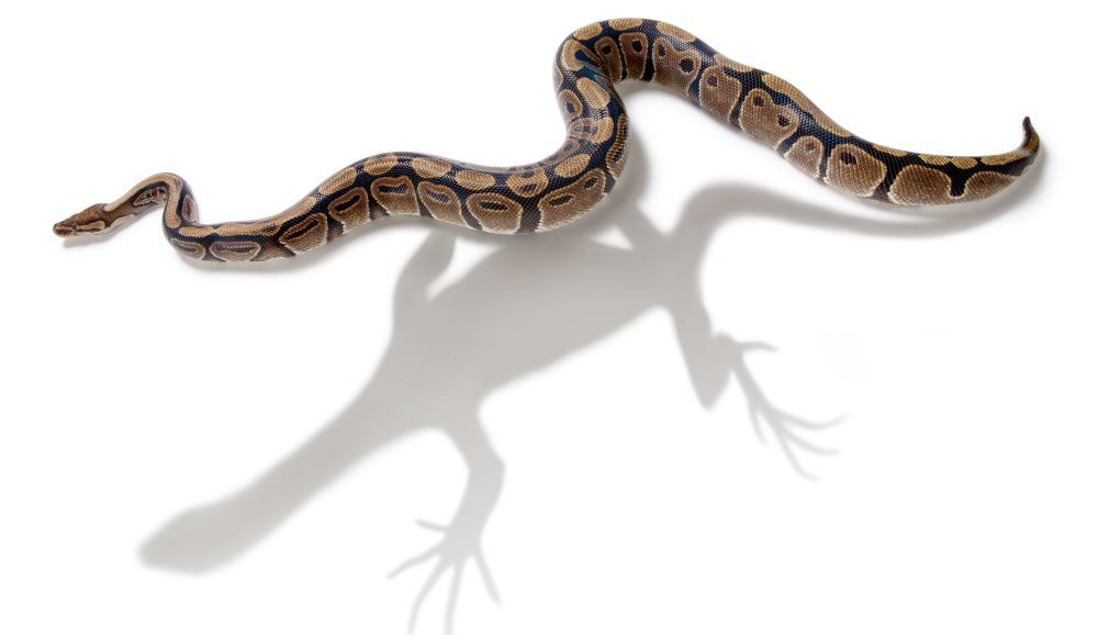 Ученые из Флоридского университета определили генетическую причину отсутствия у змей лап - 1