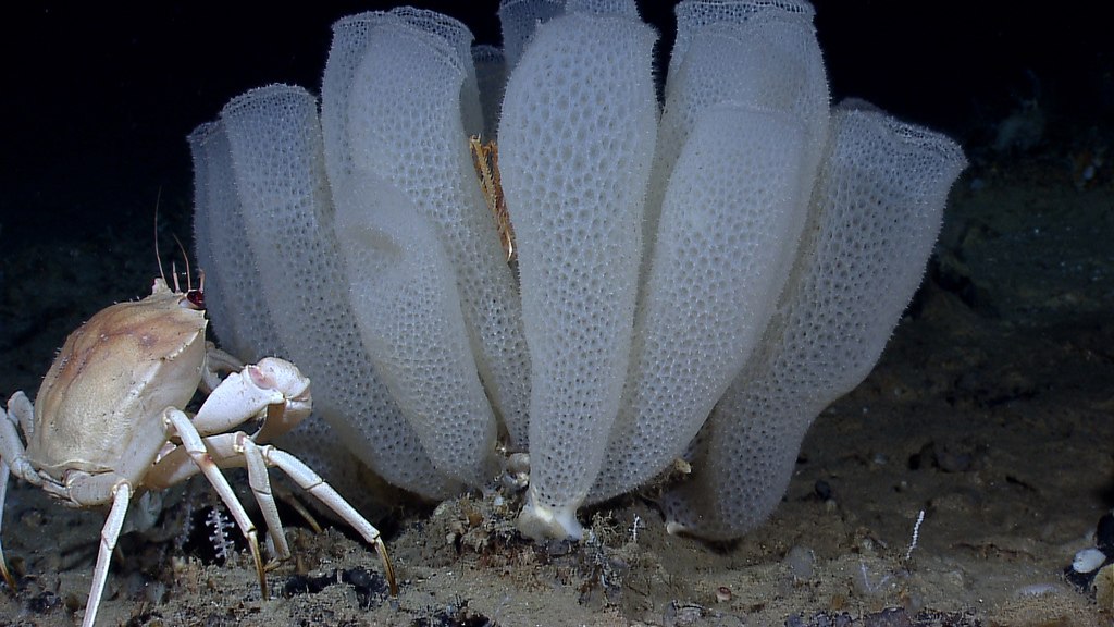 Физика в мире животных: морские губки и их «оптоволокно» - 1
