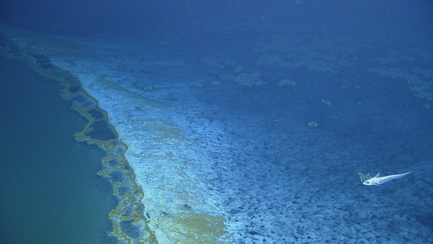 На дне Мексиканского залива нашли ядовитое озеро - 4