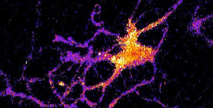 Люминесценция помогает ученым изучать работу отдельных нейронов мозга животных - 2