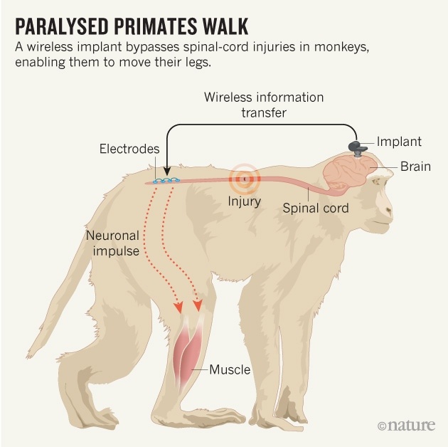 Мозговой имплантат позволил снова ходить парализованным обезьянам - 2
