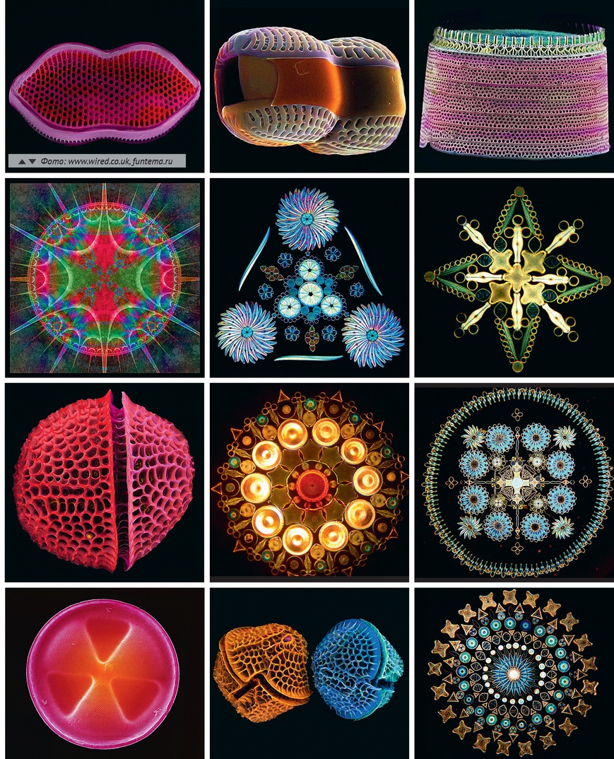 Физика в мире животных: диатомовые водоросли и их «архитектура» - 2