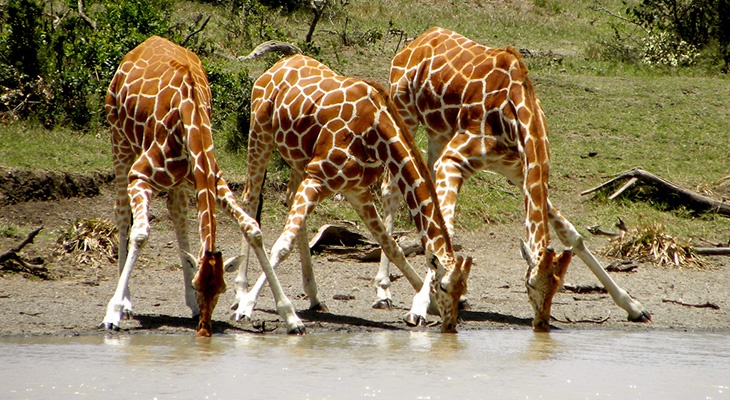 Физика в мире животных: жираф и его «насос» - 2