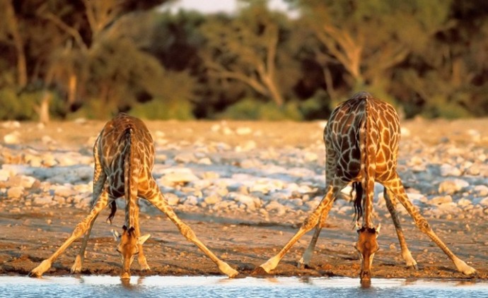 Физика в мире животных: жираф и его «насос» - 4