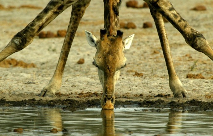 Физика в мире животных: жираф и его «насос» - 1
