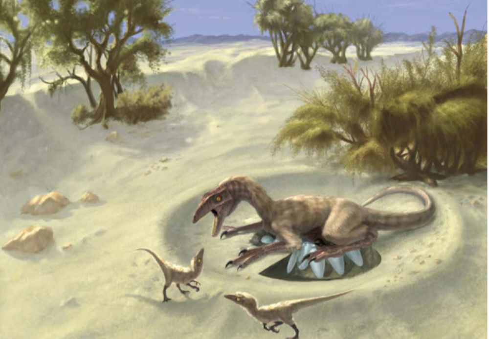 Яйца динозавров как источник информации о жизни древних обитателей Земли - 2