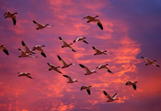Ученые объяснили, почему птицы мигрируют