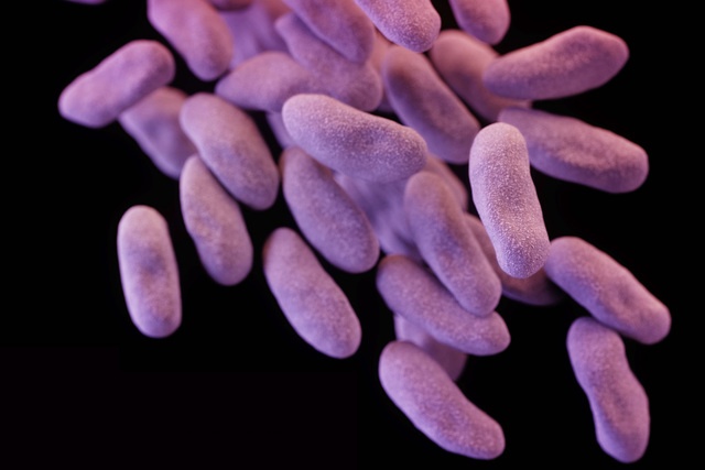Женщину в США убила бактерия, устойчивая ко всем антибиотикам - 1