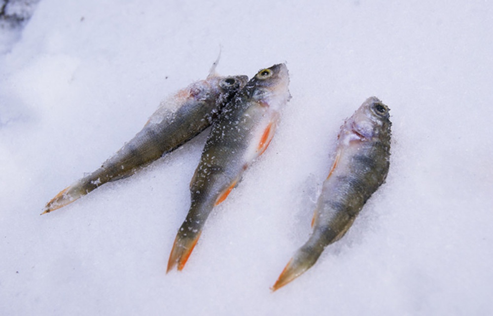 Особенности зимней рыбалки с эхолотом - 16
