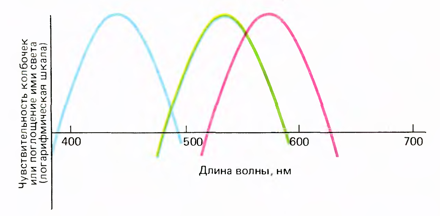 Логика сознания. Часть 11. Естественное кодирование зрительной и звуковой информации - 18