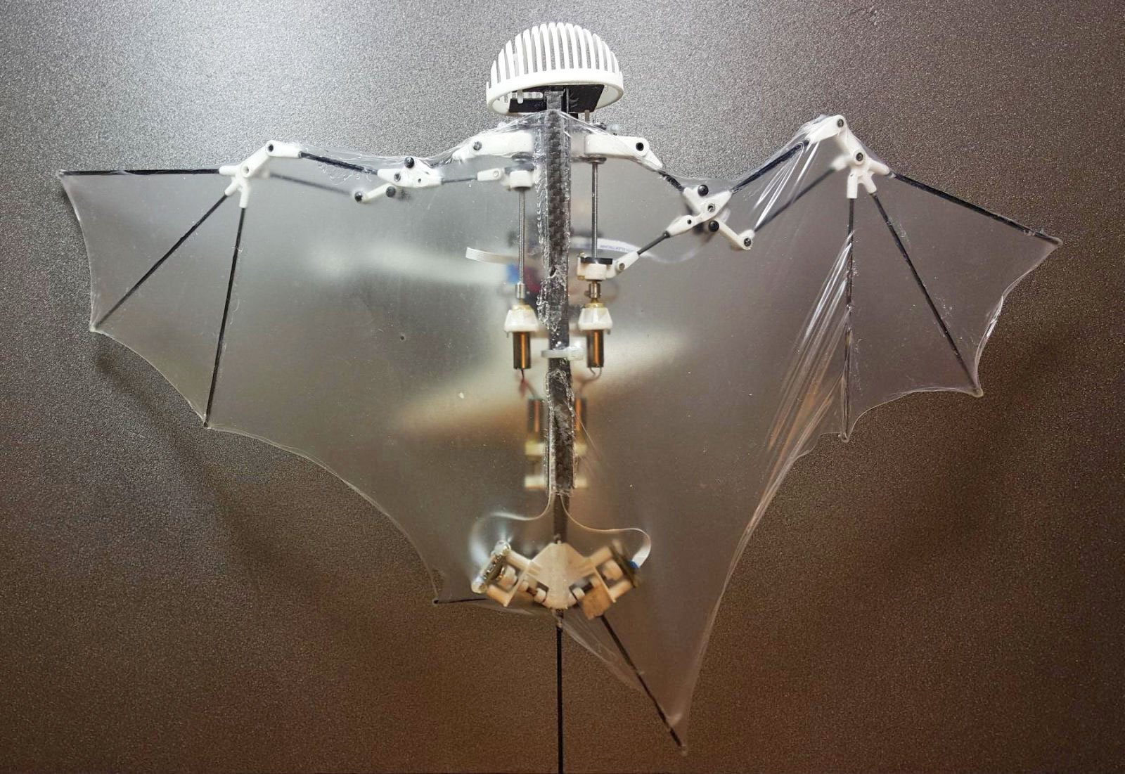 В Caltech создали робота-летучую мышь - 1