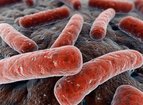 Британские ученые нашли новый способ изучения туберкулеза